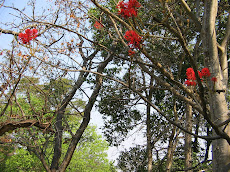 September in Zambia: Bomen in de bloei