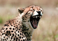 Chita , Leopardo CaÃ§ador, Cheetah