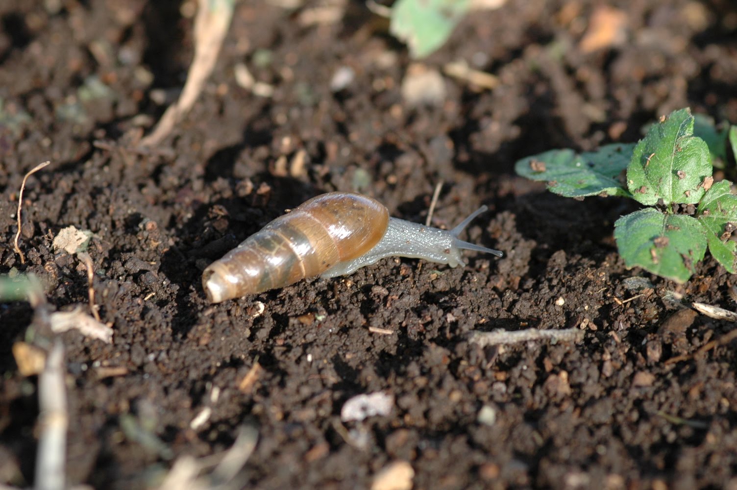 Window on a Texas Wildscape The life or death debate