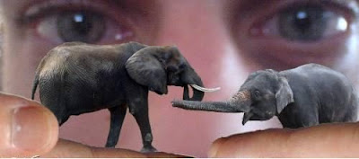 Unusual Animals _ Elephant Photos