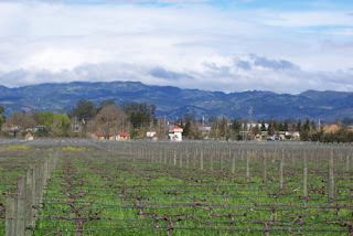 Sonoma Hills and Vineyards