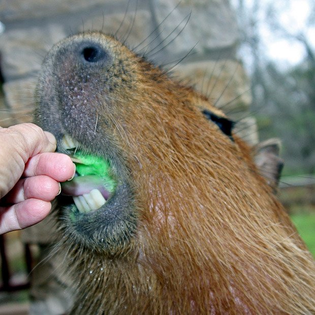 [Giant_Hamster_8.jpg”]