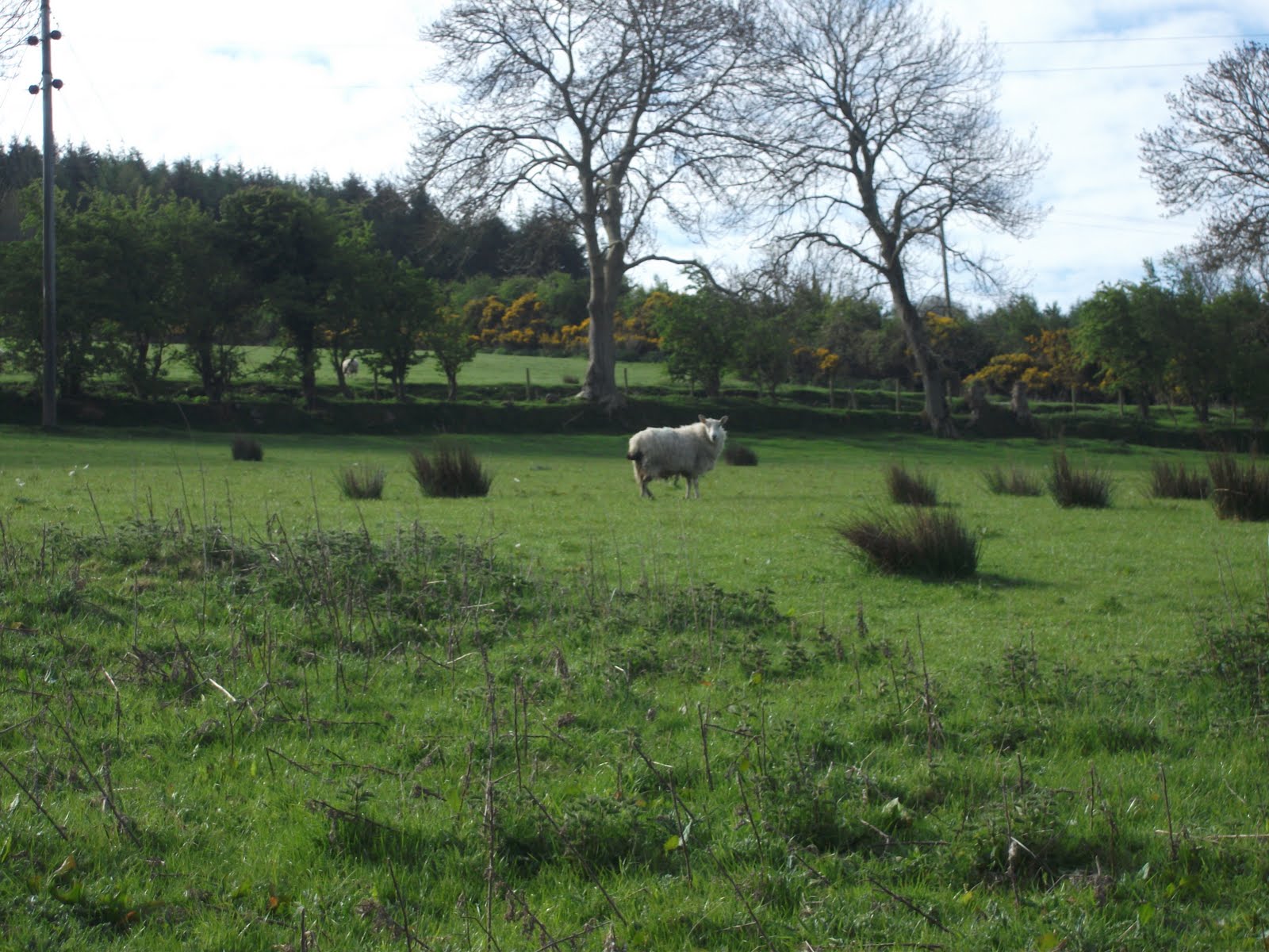 suzie-s-sojourns-welcome-to-ireland