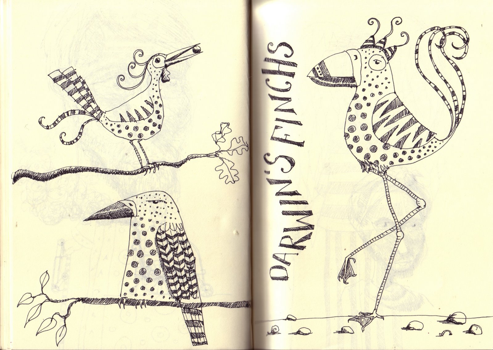 [Sketchbook+Darwin's+Finches.jpg]