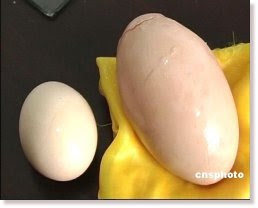 World's Largest Egg