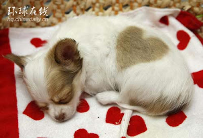Chihuahua - Dogs for sale. Puppies and dogs for sale
 Australia