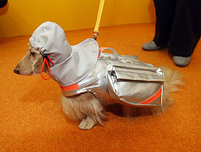 A dog wearing a rescue jacket A dog wearing a rescue jacket