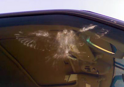 Dusty imprint of a bird