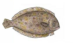 Flounder / Pseudorhombus arsius /  Pseudorhombus jenynsii and others