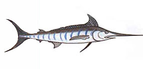 Marlin / Istiophoridae sp