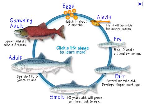 Life Cycle Of A Fish Worksheet