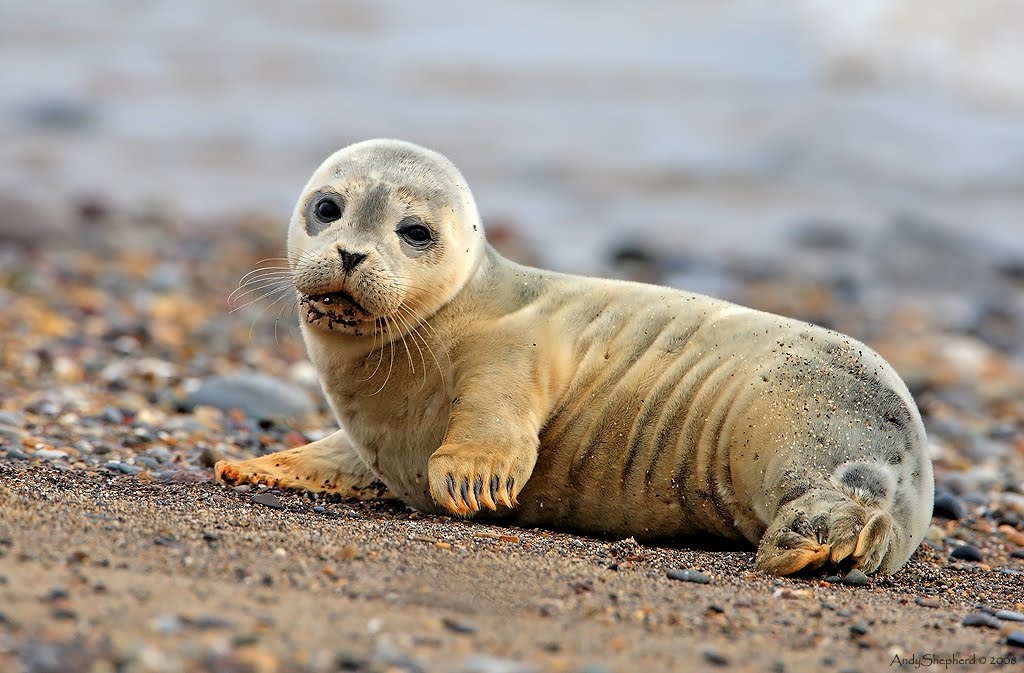 Andy Shepherd Wildlife Photography Common Seal pup
