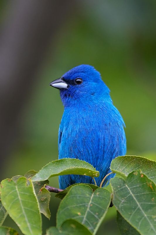 http://4.bp.blogspot.com/_oyB0gTq3AII/Swv_2HWu7HI/AAAAAAAAATs/M3E-yLdLeCE/s1600/indigobunting.jpg