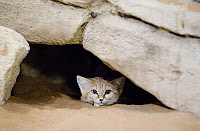 Барханная кошка в укрытии