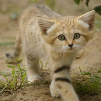 Барханная кошка