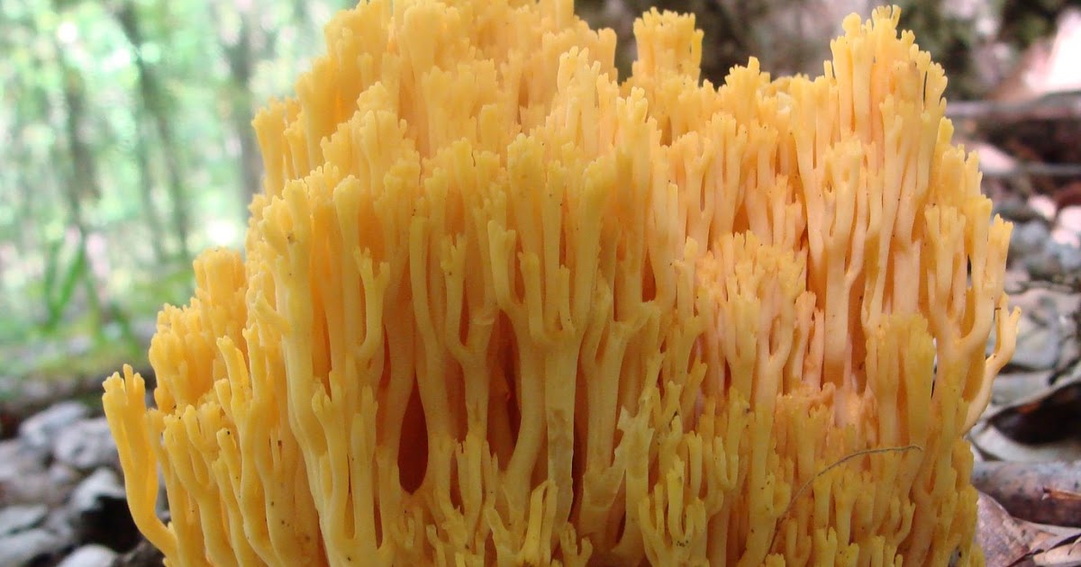 Mycologista Coral MushroomRamaria
