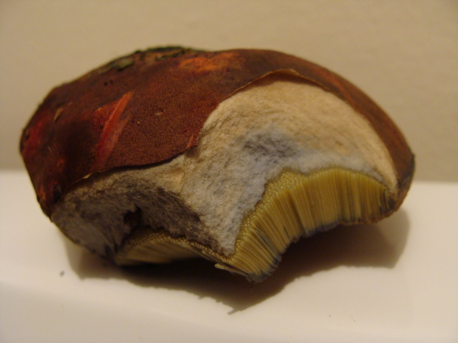 [Bolete+bruising+blue+9-2-2009+10-35-10+PM+3264x2448.JPG]