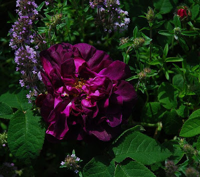 Rosa Sissinghurst Castle