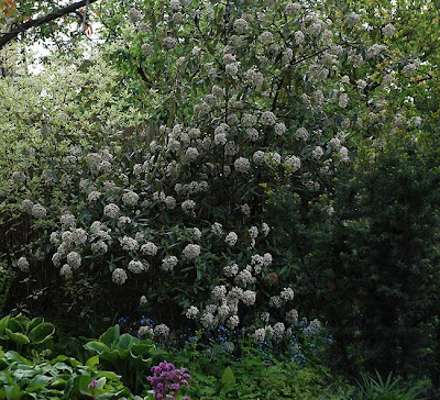 Viburnum × pragense