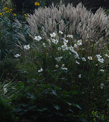 Anemone 'Honorine Jobert'
