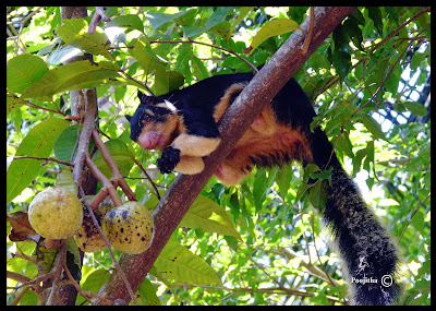 Giant+squirrel.jpg