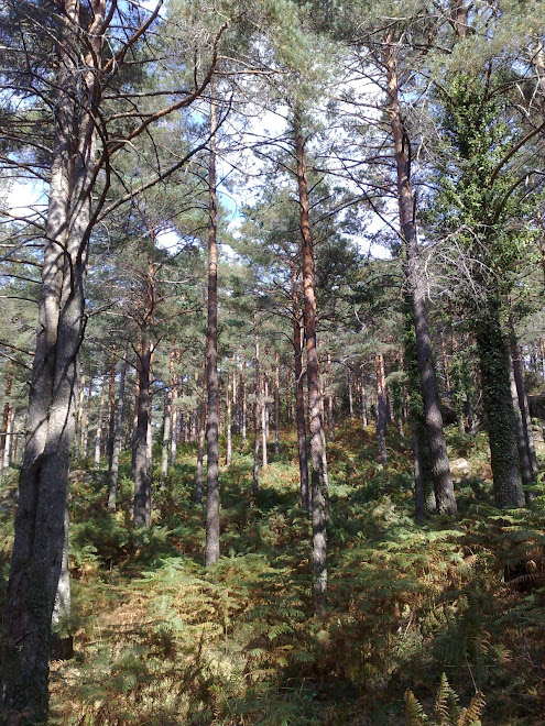 Pinheiro Silvestre, pinheiro da Escócia - Pinus sylvestris.