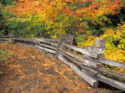 Desktop Wallpapers - Free PC Wallpapers - Nature wallpapers: Forest