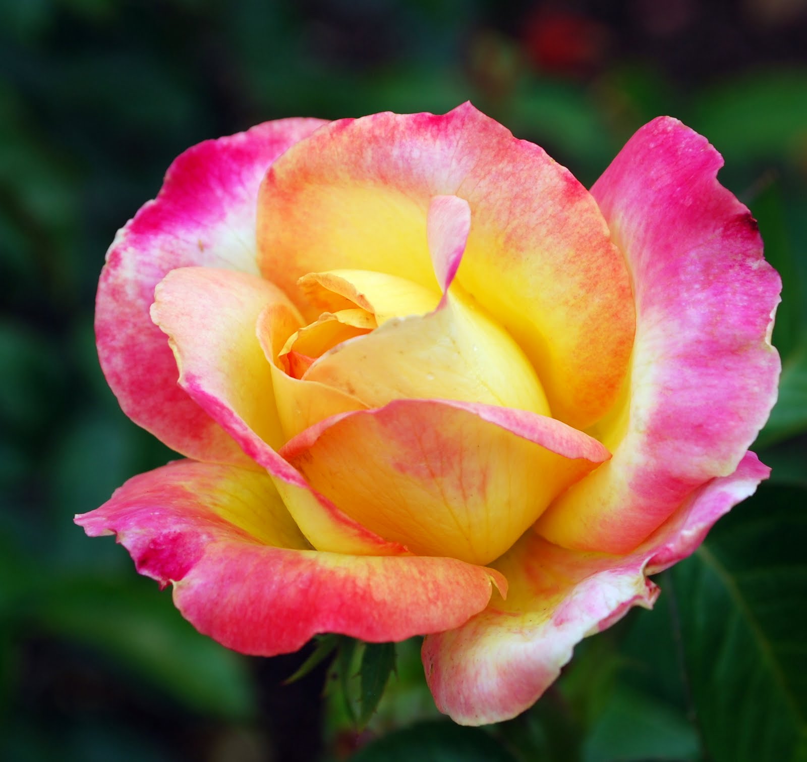 Mille Fiori Favoriti: Roses of Every Hue