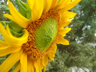 گل افتاب گردان