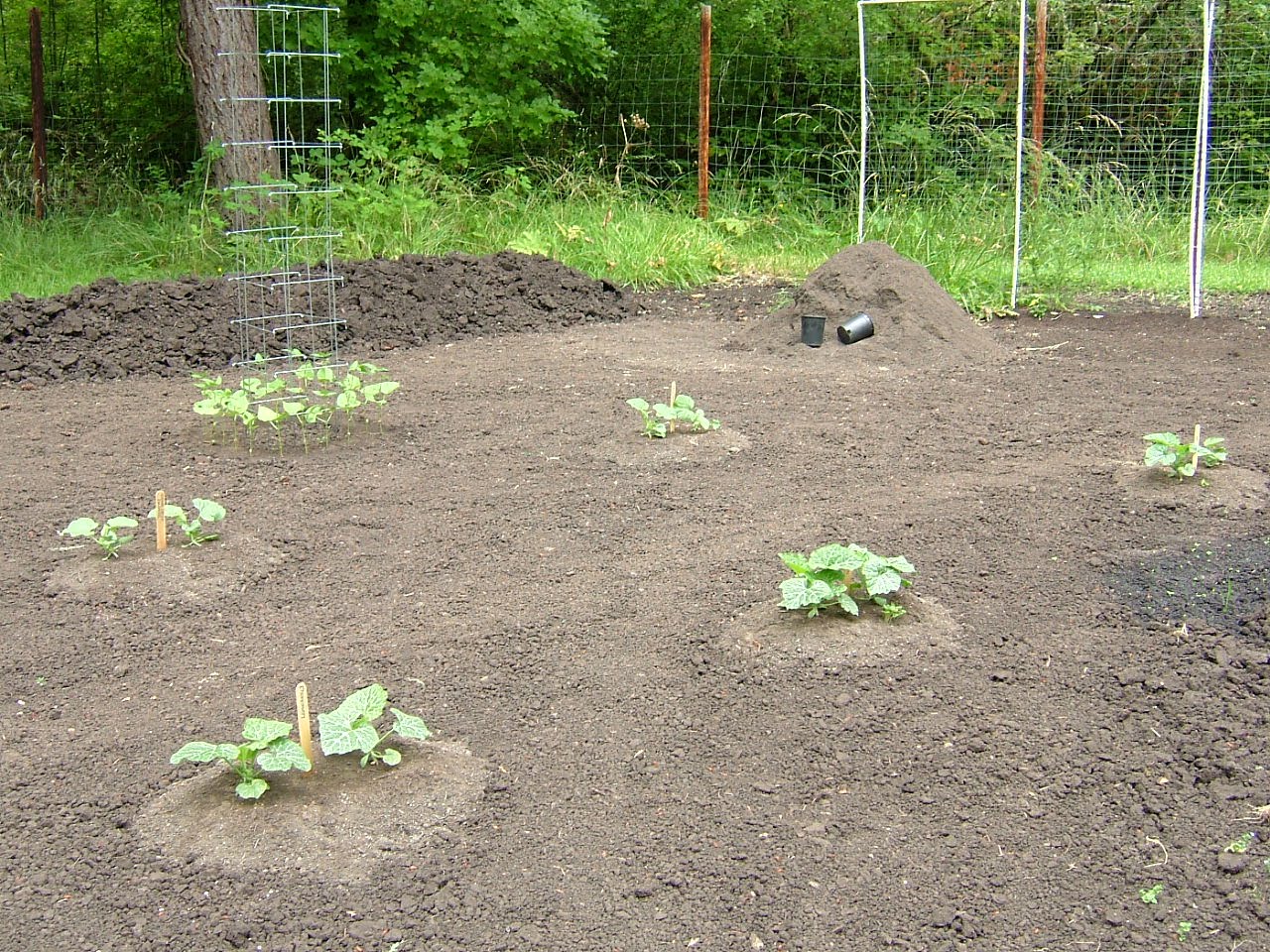 Four Hills of Squash The Big Garden Inventory 2010