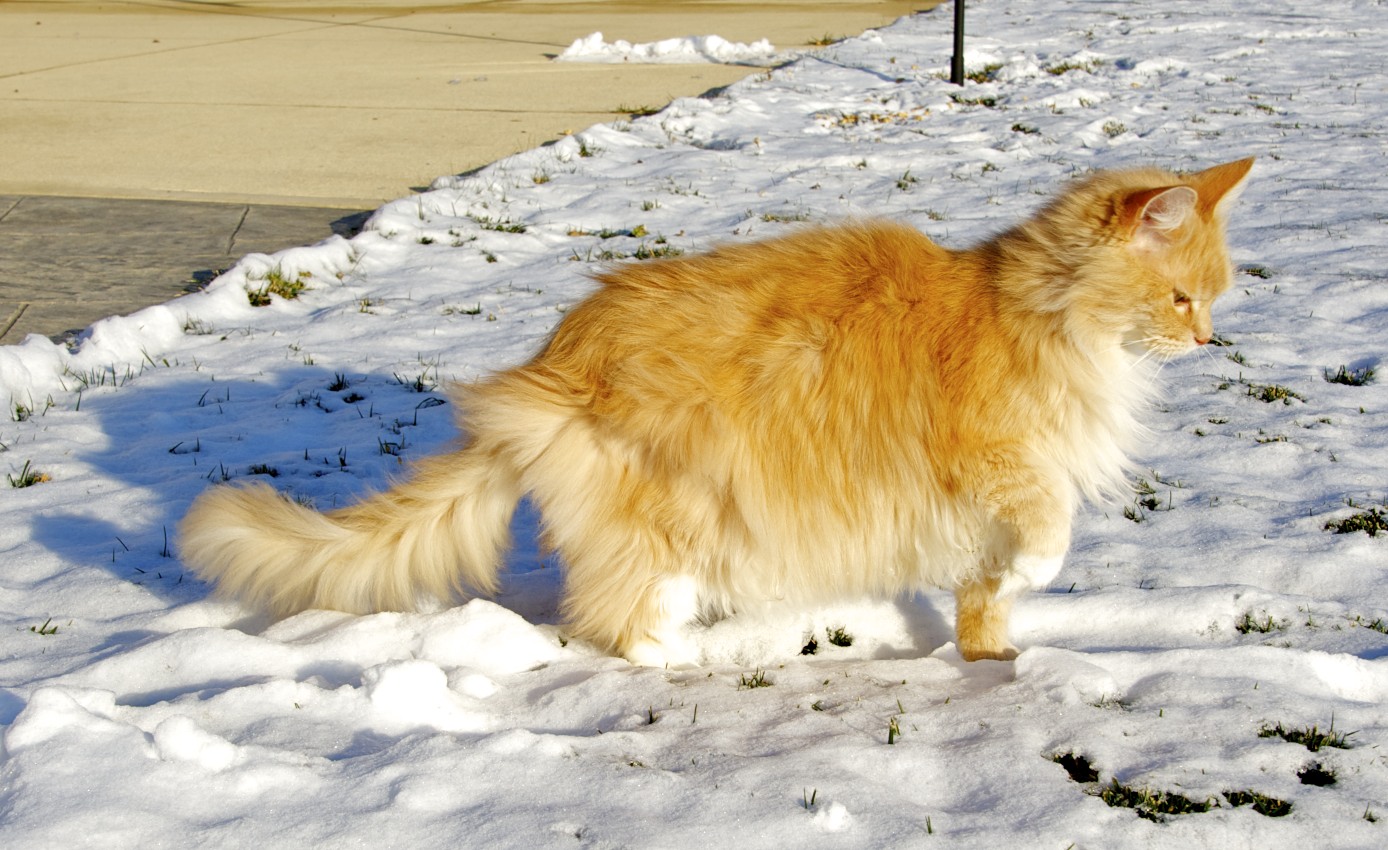 The Flight Continues... Blue Jay Day