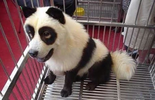 Bunter Hund D PANDA HUNDE