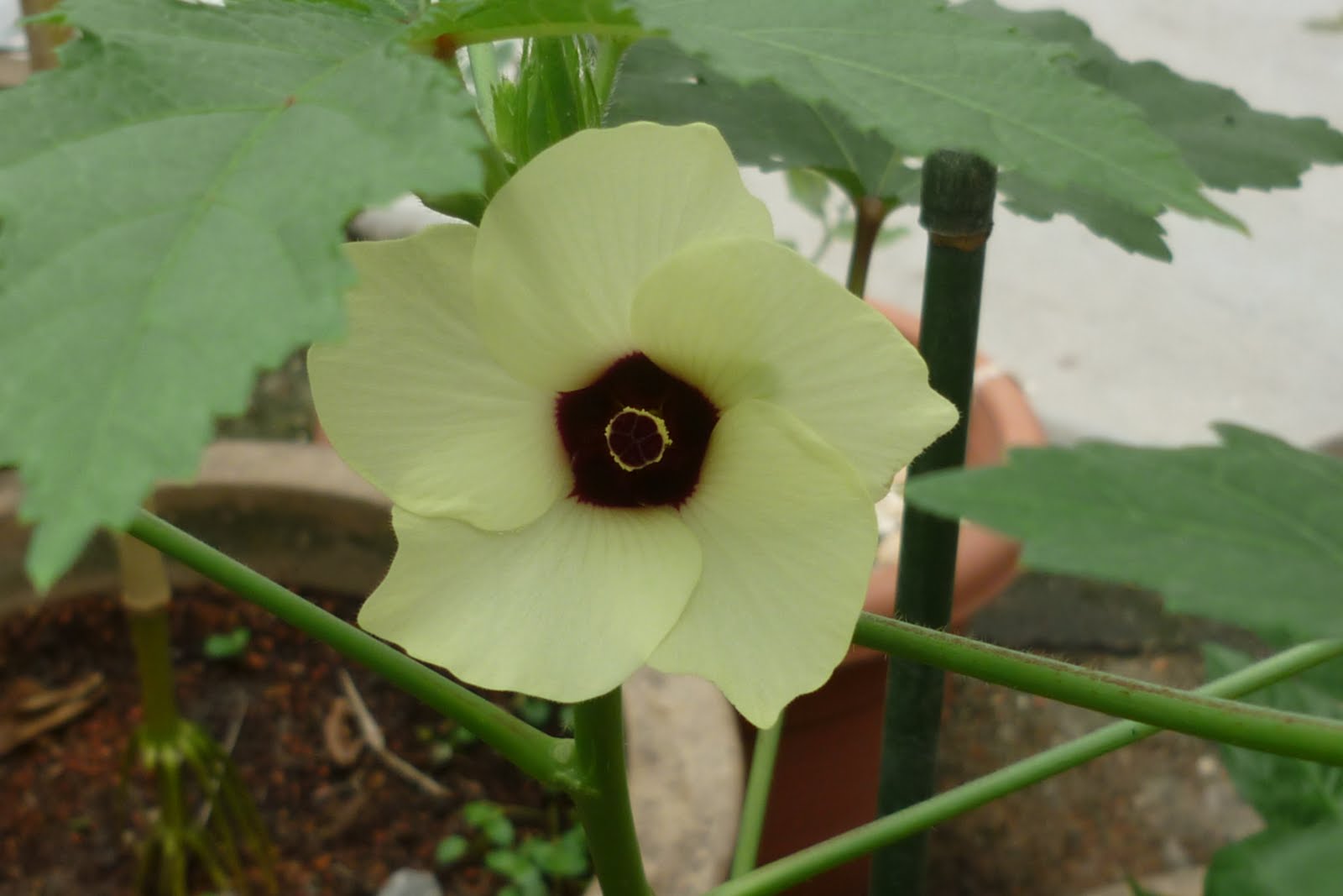 My Little Potted Garden Ladies Fingers
