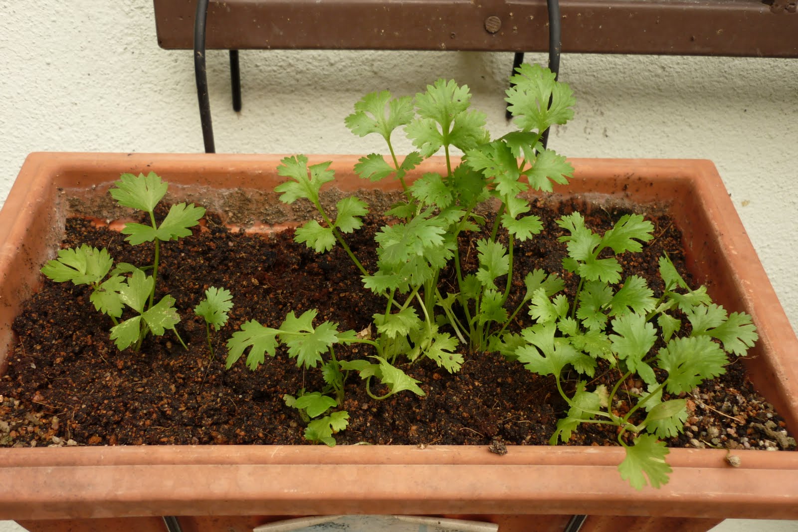My Little Potted Garden Coriander
