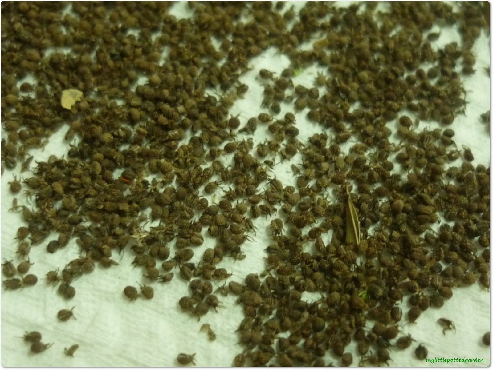 My Little Potted Garden Sawtooth Coriander Seeds