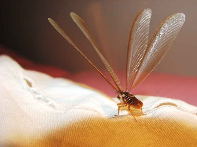 Angelika's World in Photos: Insects - Ants or Termites