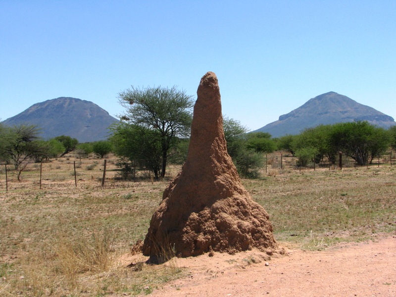 Angelika's World in Photos: Insects - Ants or Termites