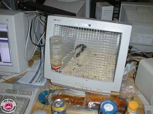 [monitor+gaiola.jpg]