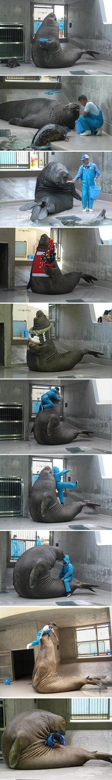 [lrg-532-sealguy2.jpg]