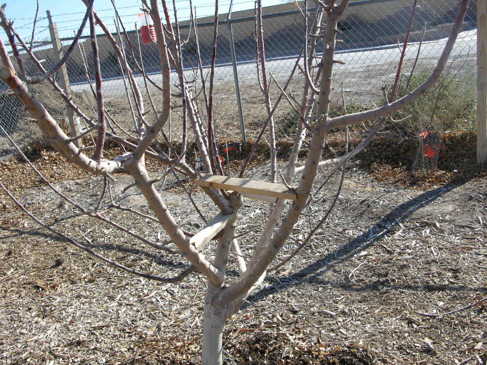 Xtremehorticulture of the Desert Using Limb Spreaders to Improve Fruit