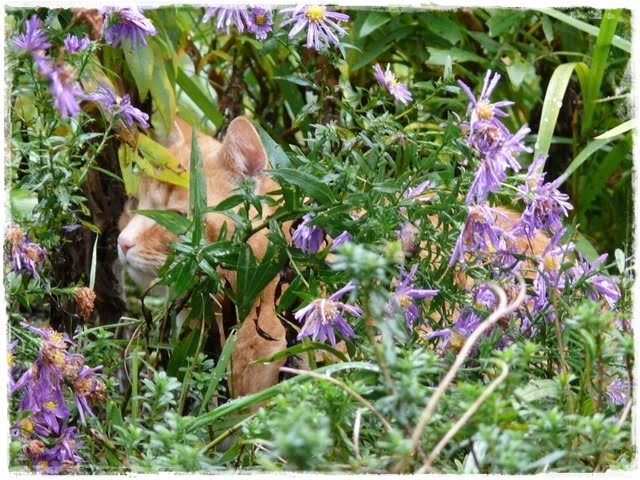 Gwundergarten: Jagdfieber / Open Season