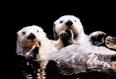 Bright Nepenthe: Sea Otter Week!!!!