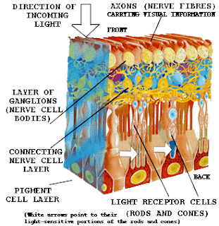 Incoming light is diffused by a tangled nest of the eye’s own wiring on its way to the rods and cones of the vertebrate retina.