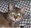 Biological mirrors, like those in this cat's eyes, are surprisingly commmon in nature.