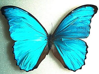 Morpho butterfly. Vivid blue color is produced by precision mirroring, not by a pigment.