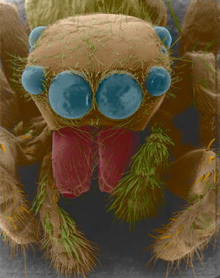 Colorized SEM of a jumping spider, courtesy of Tina Weatherby Carvalho. The spider's camera eye may have evolved from an ancient compound eye.
