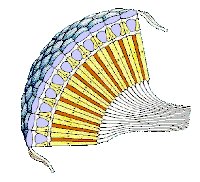 In this compound eye each photoreceptor is aligned, rather like a telescope aimed at the sky, along a specific and unique solid viewing angle. 