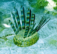 Wiwaxia model courtesy of the Royal Tyrrell Museum. Why did this little Cambrian animal bombard its immediate surroundings with iridescent colors?