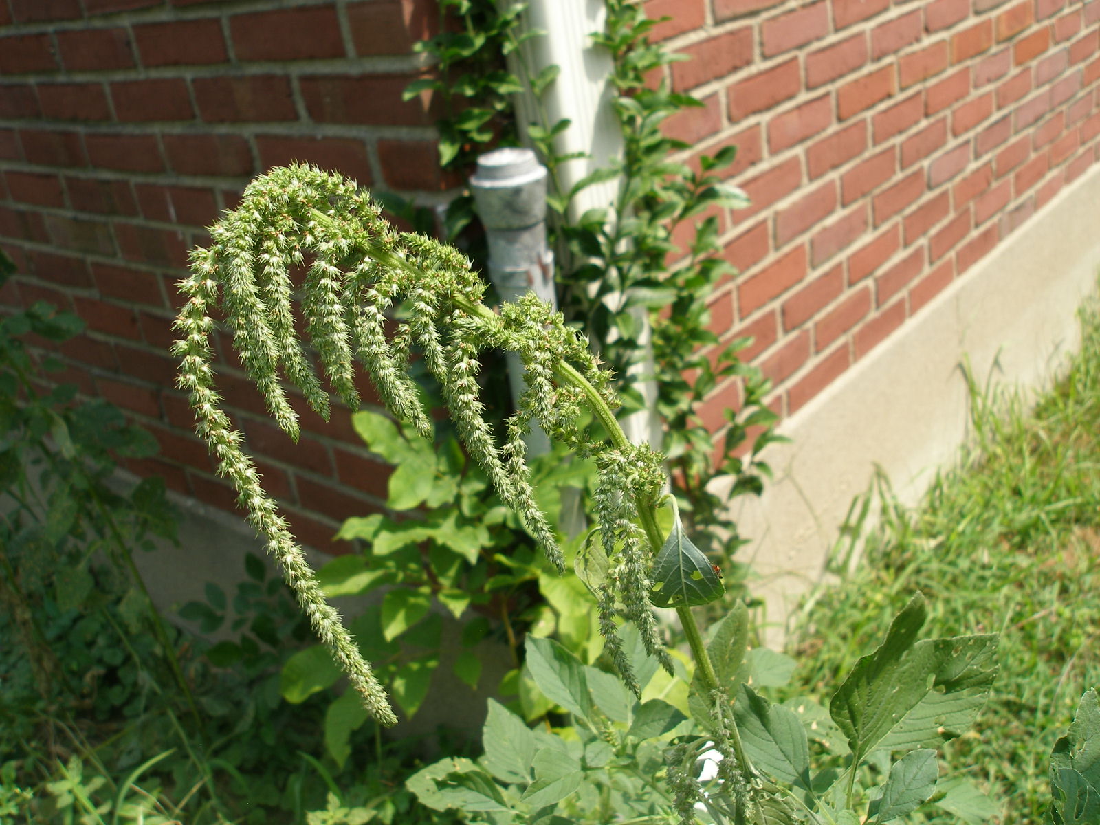 Revelation awaits an Appointed Time: Japanese Knotweed