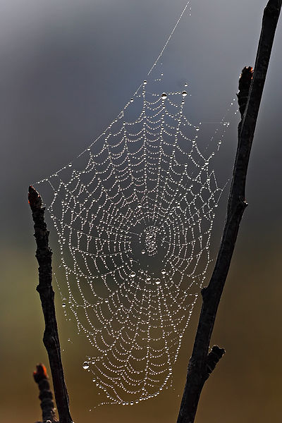 Spider+web+2.jpg